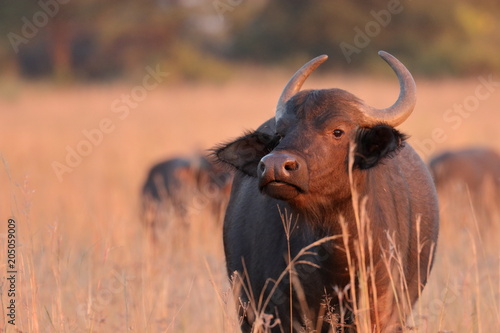Canvas Print Young African buffalo (Syncerus caffer)