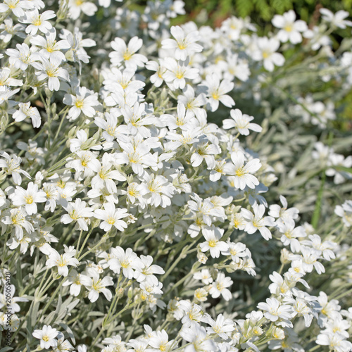 Filziges Hornkraut, Cerastium tomentosum