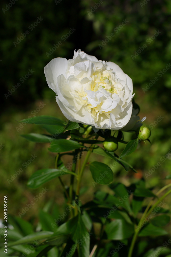 Bush of white peonies in the garden Bush of white peonies in the garden