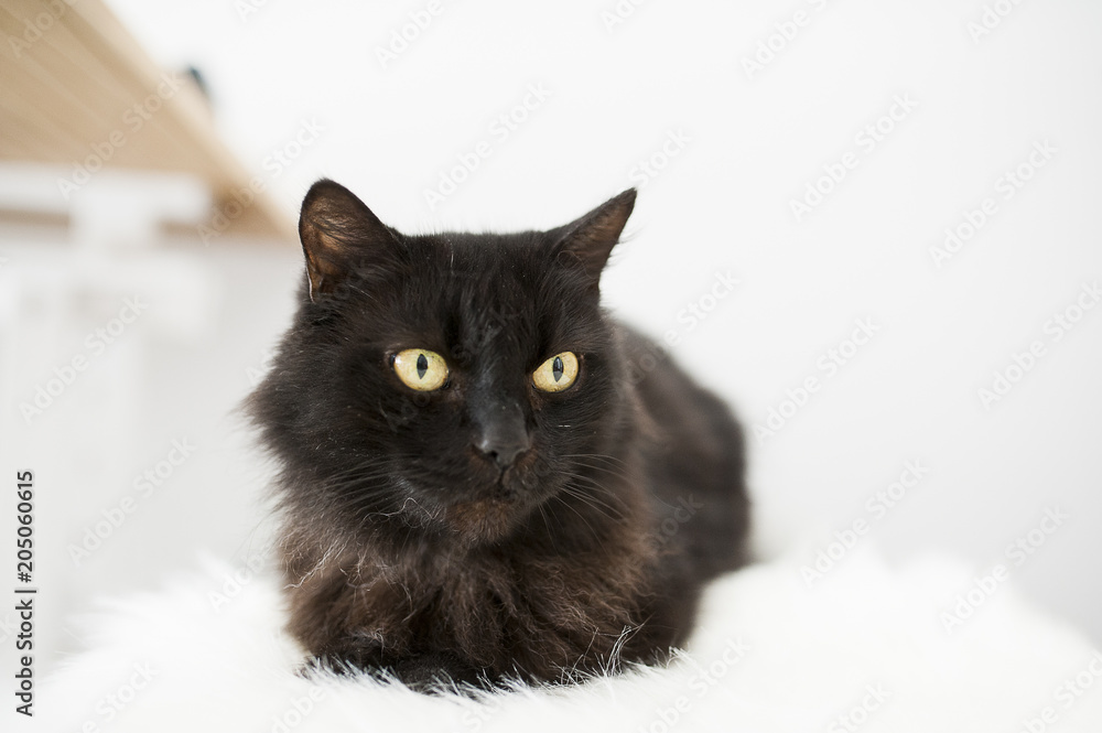 Chat noir aux yeux jaune Chat noir aux yeux jaune