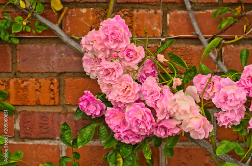 Foto Close up of Pretty Pale Pink Climbing Roses with the red brick wall background