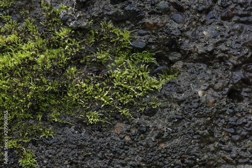 Cuadro en lienzo 苔の付いた岩肌