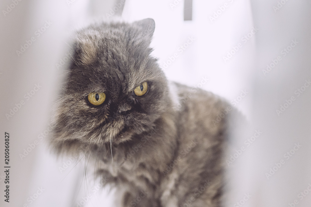 Chat persan gris Chat persan gris