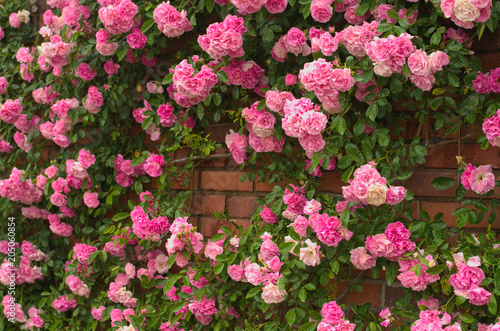 Full bloom of Pretty Pale Pink Climbing Roses background. Beautiful Sweet Rambling Rose Flower (Rosa Super Fairy, Mannington Mauve Rambler) pattern in Uminonakamichi garden ,Fukuoka , kyushu ,Japan. photo