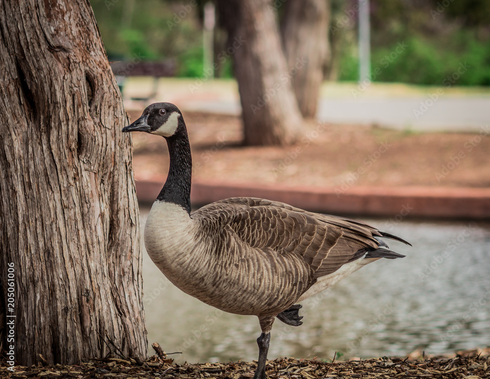 Fototapeta premium goose