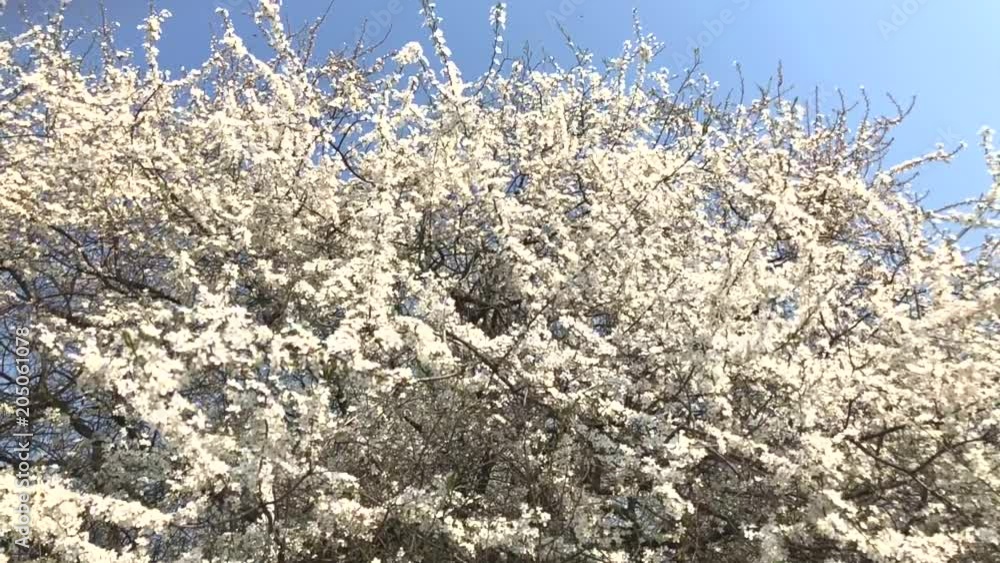 Blooming apricot tree branches swaying on the wind
