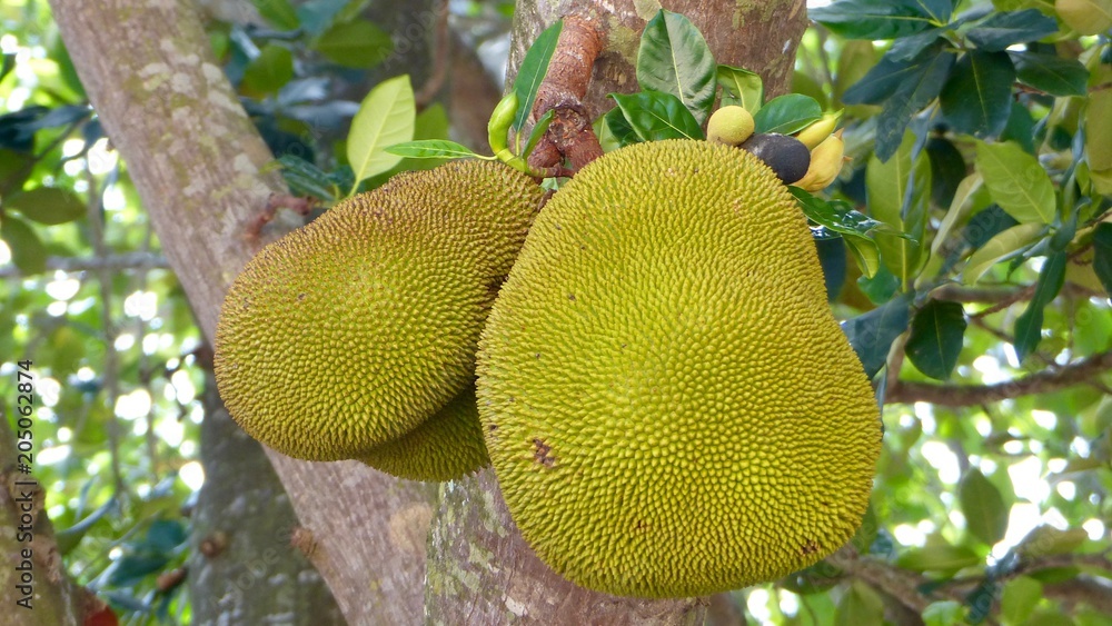 Jackfrucht, Jack Fruit am baum wachsend Jackfrucht, Jack Fruit am baum wachsend