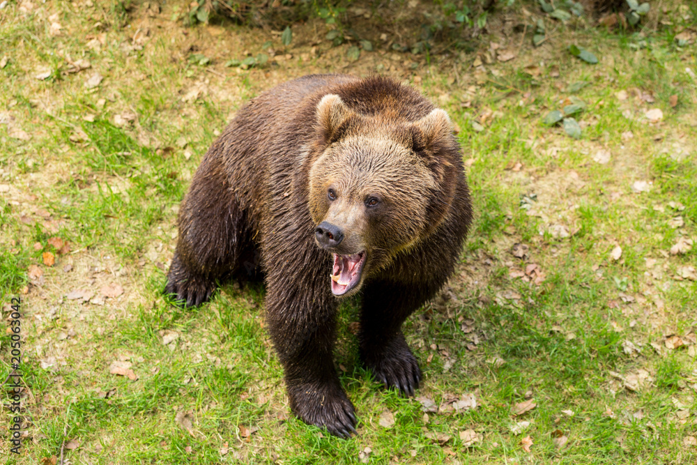 Brown bear in a national park is roaring
Brown bear in a national park is roaring