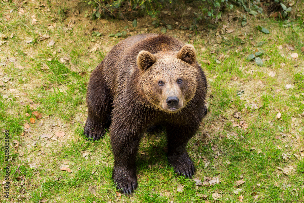 Brown bear in a national park is looking straight into the camera