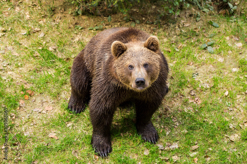 Brown bear in a national park is looking straight into the camera