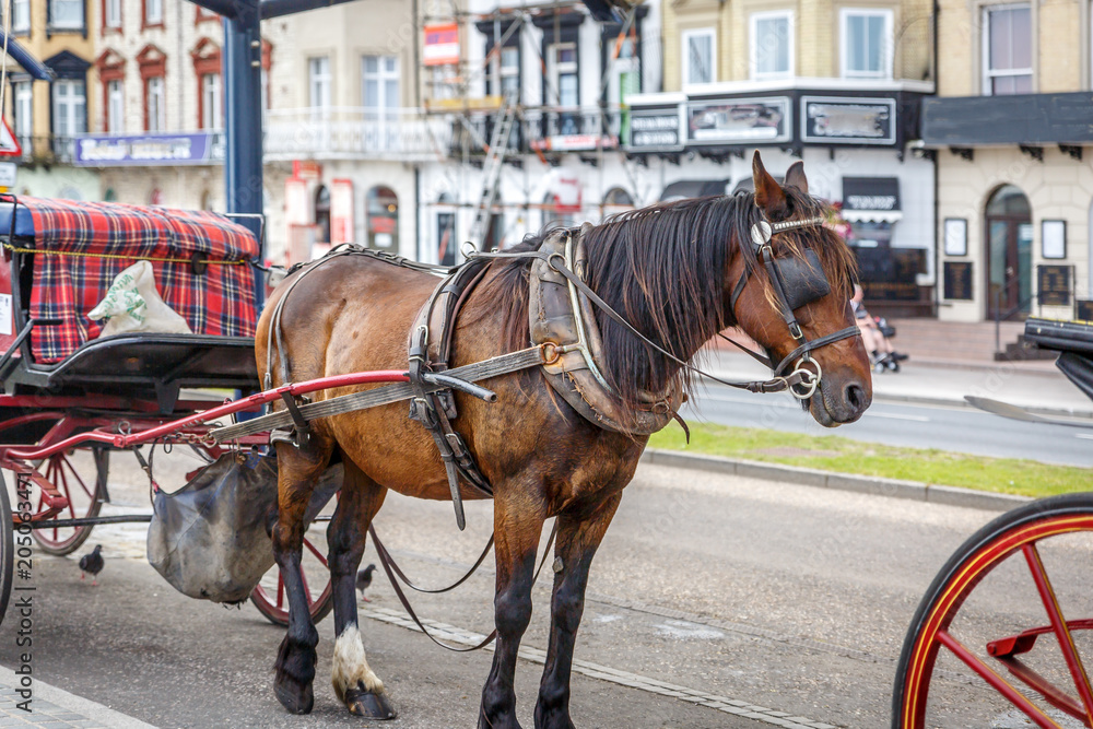 Beautiful brown horse ready to pull a carriage, in a town in the United Kingdom