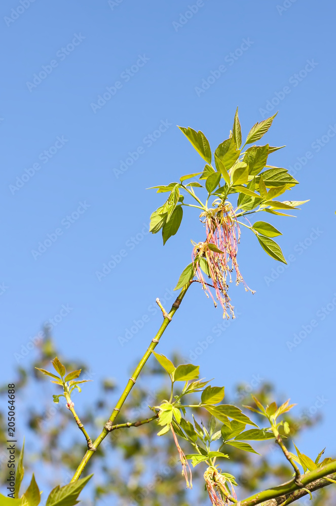Obraz premium Green branches of the spring tree against the blue sky background. Acer negundo plant.