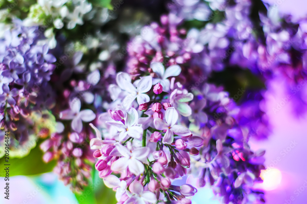 Beautiful bouquet of fragrant purple flowers in blue ceramics vase on light background. Syringa vulgaris or lilacs plant. Beautiful bouquet of fragrant purple flowers in blue ceramics vase on light background. Syringa vulgaris or lilacs plant.