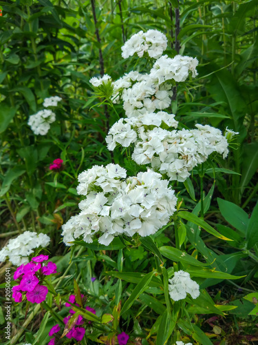 Beautiful garden white carnation flowers.