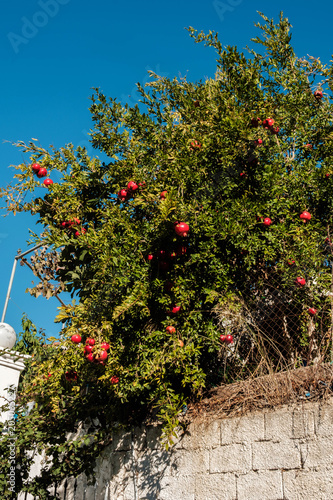 Granatapfelbaum auf Korfu