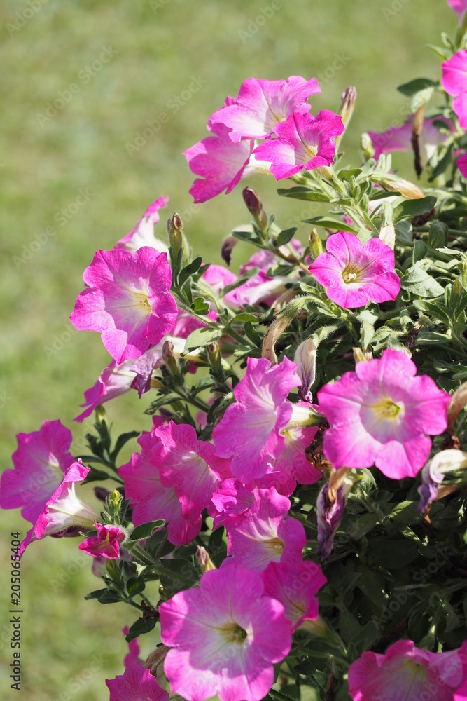 Pink color flower Pink color flower