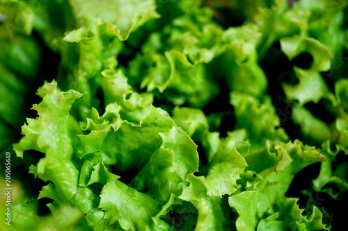 Green lettuce washed and rinced on the table top. photo