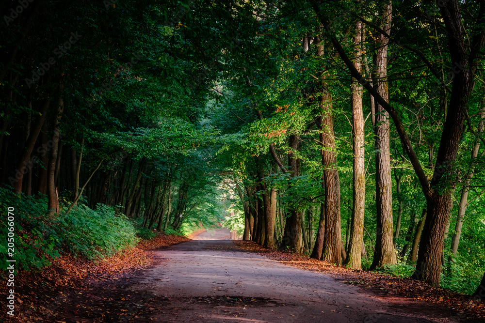 Obraz premium Magic tunnel and pathway through a thick forest with sunlight. The path framed by bushes. Dramatic and gorgeous scene. Location place Ternopil, Ukraine, Europe. Discover the world of beauty.