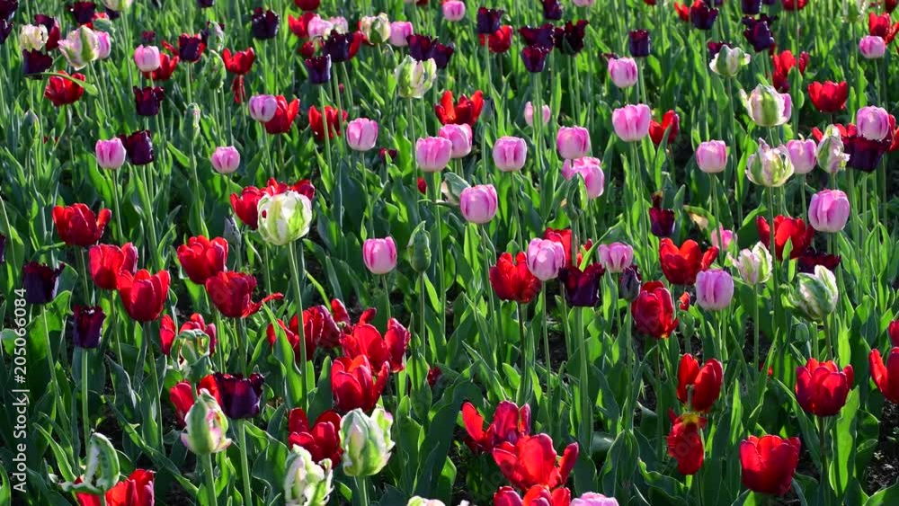 Tulips of different colors and gardens in flowerbed Tulips of different colors and gardens in flowerbed
