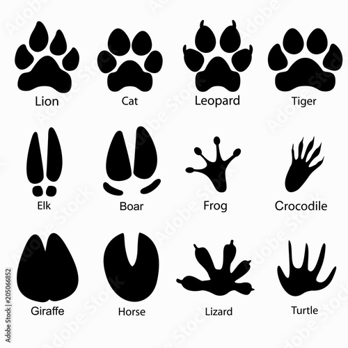 Various traces of animals