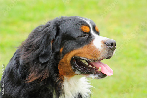 portrait d'un chien de race bouvier bernois qui pousse la langue à cause de la chaleur