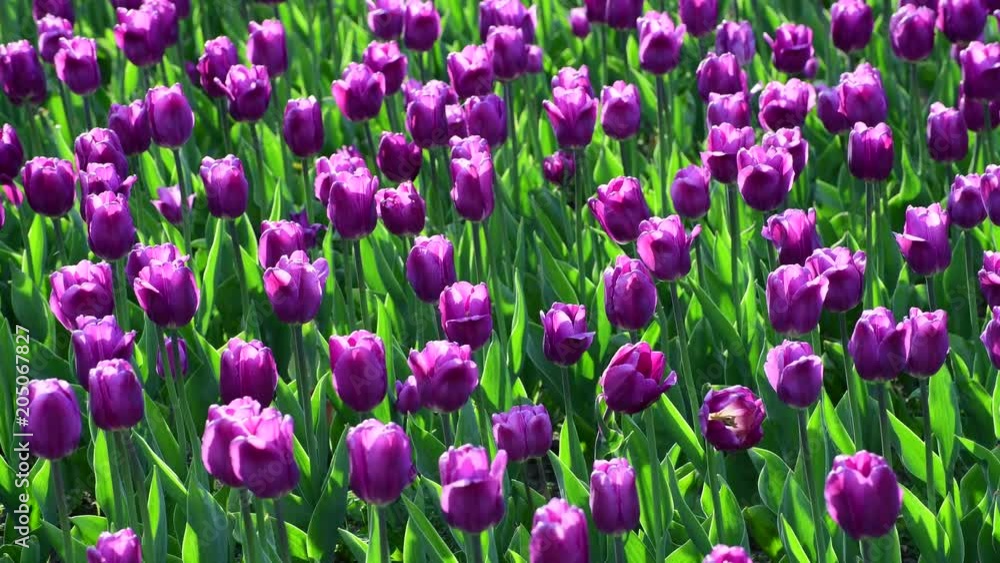 There are many lilac tulips in flowerbed There are many lilac tulips in flowerbed