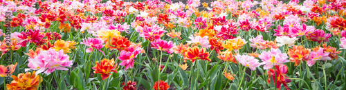 Colorful tulips park in the field, beautiful flowers bloom in spring day. Natural tulips flowers in selective focus background