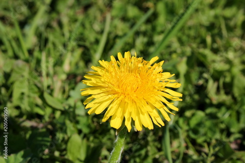 Fototapeta Naklejka Na Ścianę i Meble -  красивый желтый одуванчик на фоне зеленой травы          