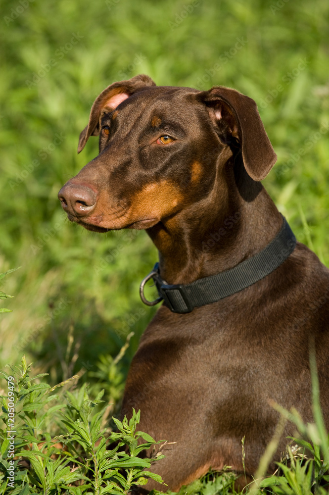 Dobermann