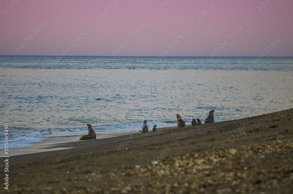 Fototapeta premium Samica lwa morskiego w kolonii Patagonia Argentina