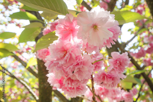 Spring Cherry blossoms, pink flowers in natural background, soft toned.