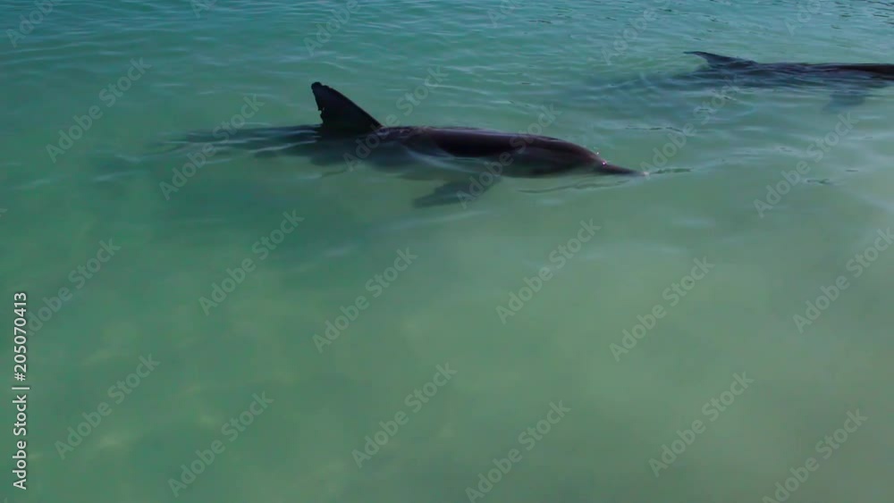 A bird's eye view of two dolphins in the ocean in slow motion. Camera tracks the movement of the dolphins A bird's eye view of two dolphins in the ocean in slow motion. Camera tracks the movement of the dolphins