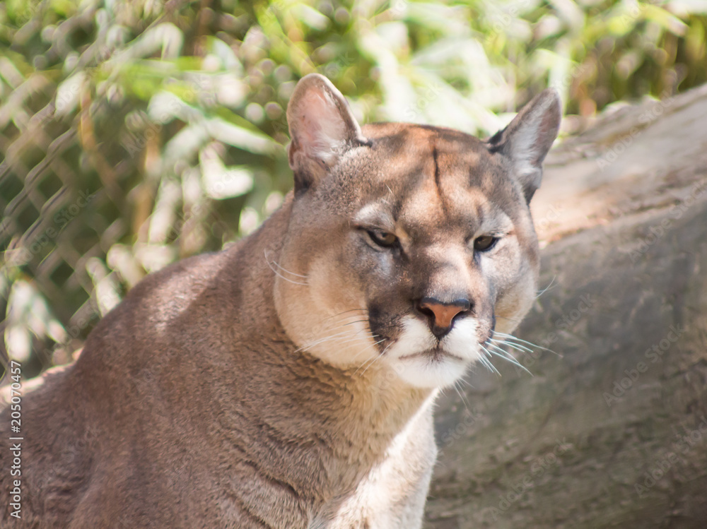 Naklejka premium Scena dzikiej przyrody Danger Cougar, puma, pantera siedząca w parku zoologicznym, duży dziki kot w środowisku naturalnym, puma concolor, znany jako lew górski, Meksyk.