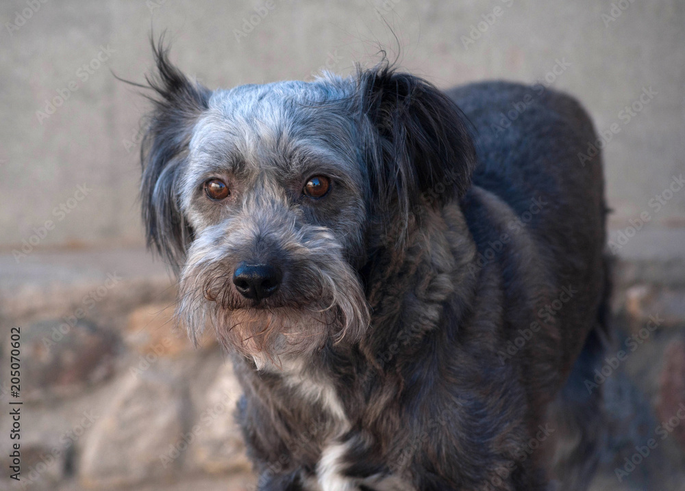 Old gray bearded dog looks at wall background