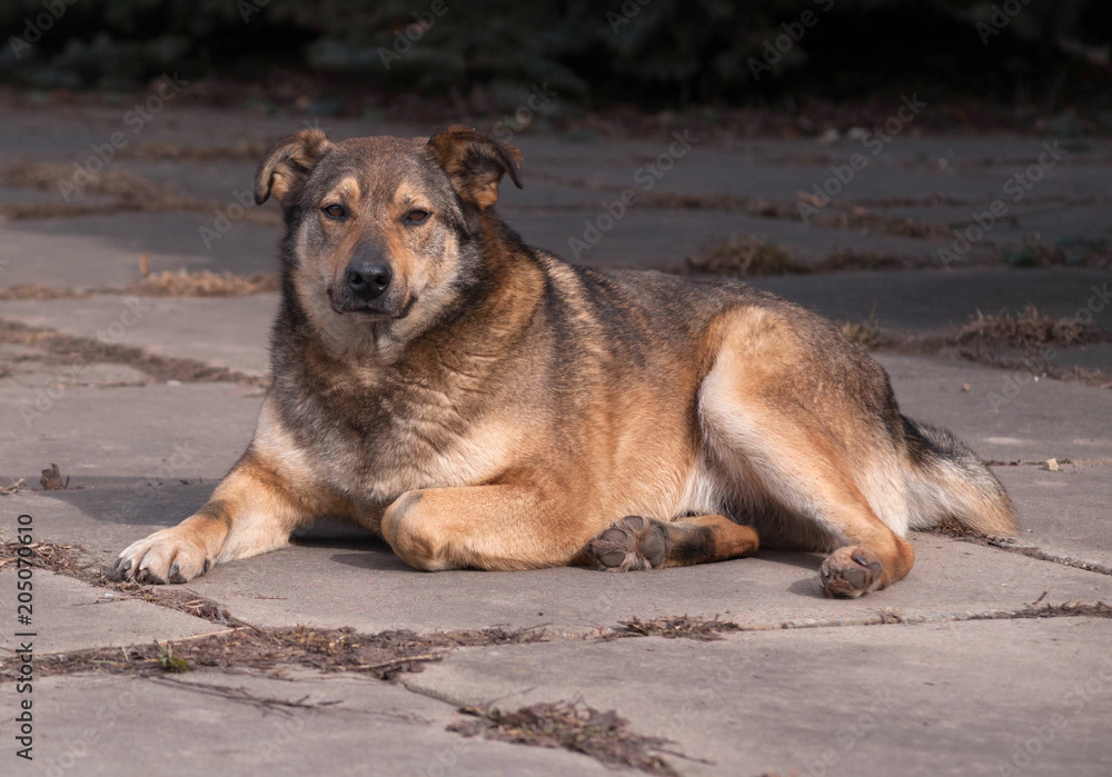 Brown stray dog lies Brown stray dog lies