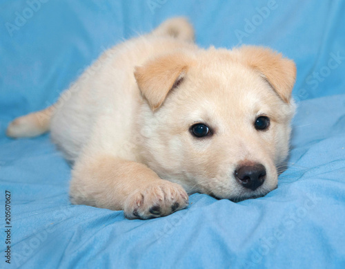 Little white puppy lying on blue