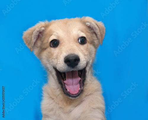 Yellow puppy stuck out his tongue on blue