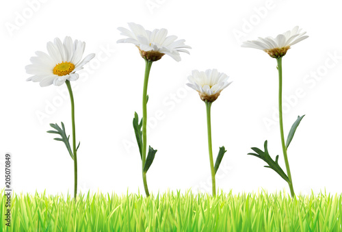 Fototapeta Naklejka Na Ścianę i Meble -  Lovely white Daisies (Marguerite) in a meadow isolated on white background, Germany