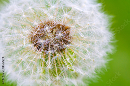 dandelion tenderness freshgreen morning  background