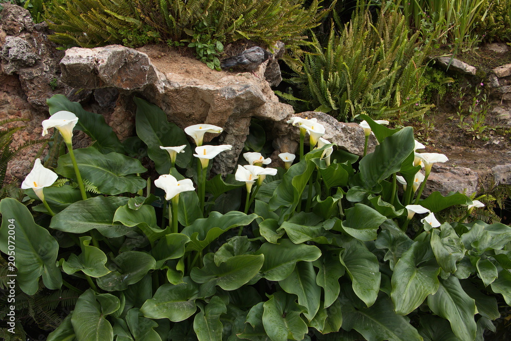 Calla flowers in Park Guell in Barcelona
Calla flowers in Park Guell in Barcelona