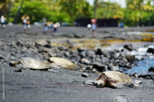 Hawaiian green turtles relaxing at Punaluu Black Sand Beach on the Big Island of Hawaii photo