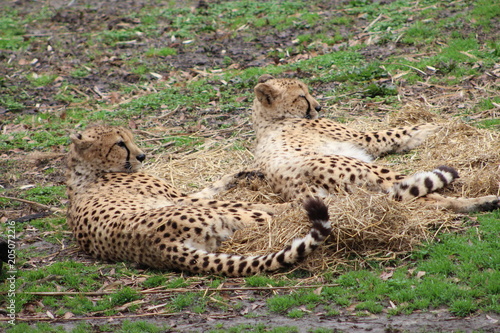 Cheetah's Lounging