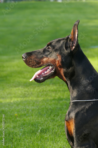 Big black doberman male dog outdoors. Profile view.