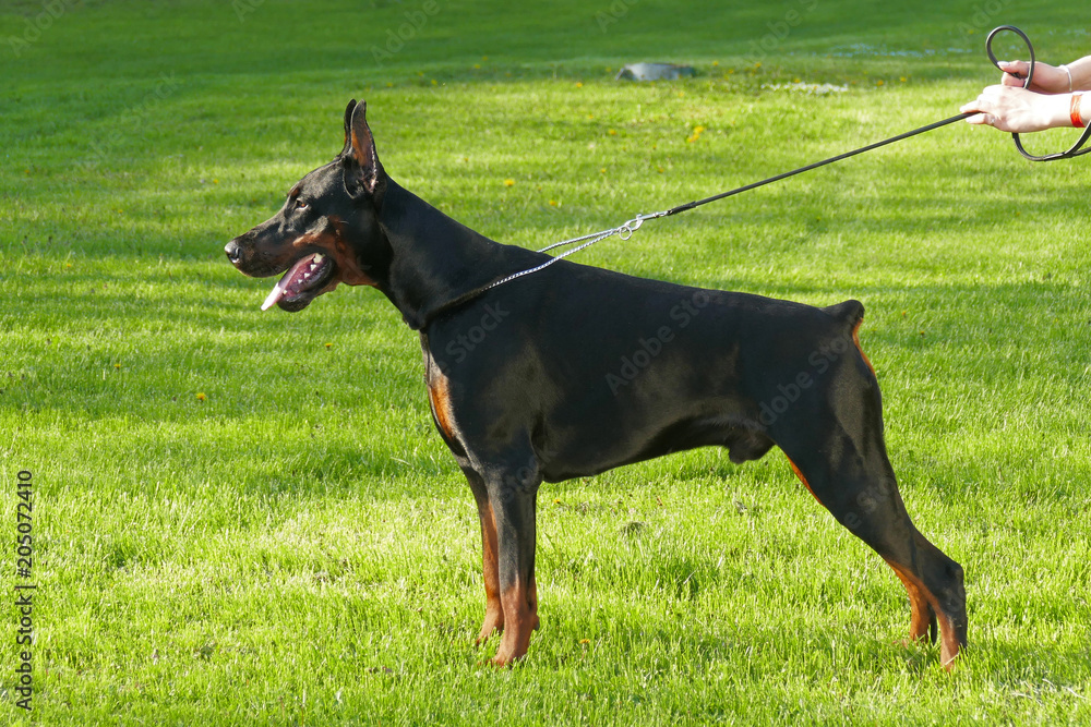 Big black doberman male dog outdoors. Profile view. Stock Photo | Adobe  Stock