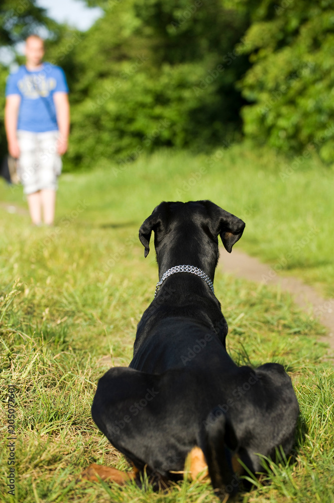 Dobermann wartet