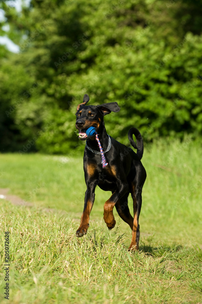 Rennender Dobermann mit Hundespielzeug