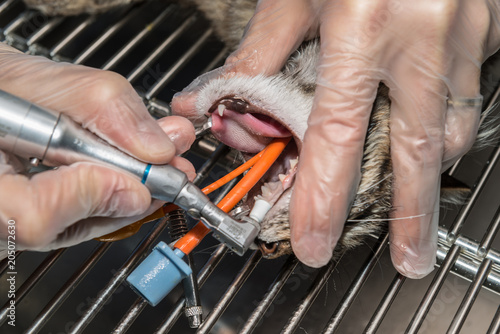 Fototapeta Naklejka Na Ścianę i Meble -  Le vétérinaire chirurgien effectue un détartrage et des soins dentaires sur un chien, un chat. 