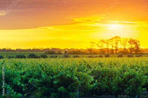 Grape vines in McLaren Vale at sunset