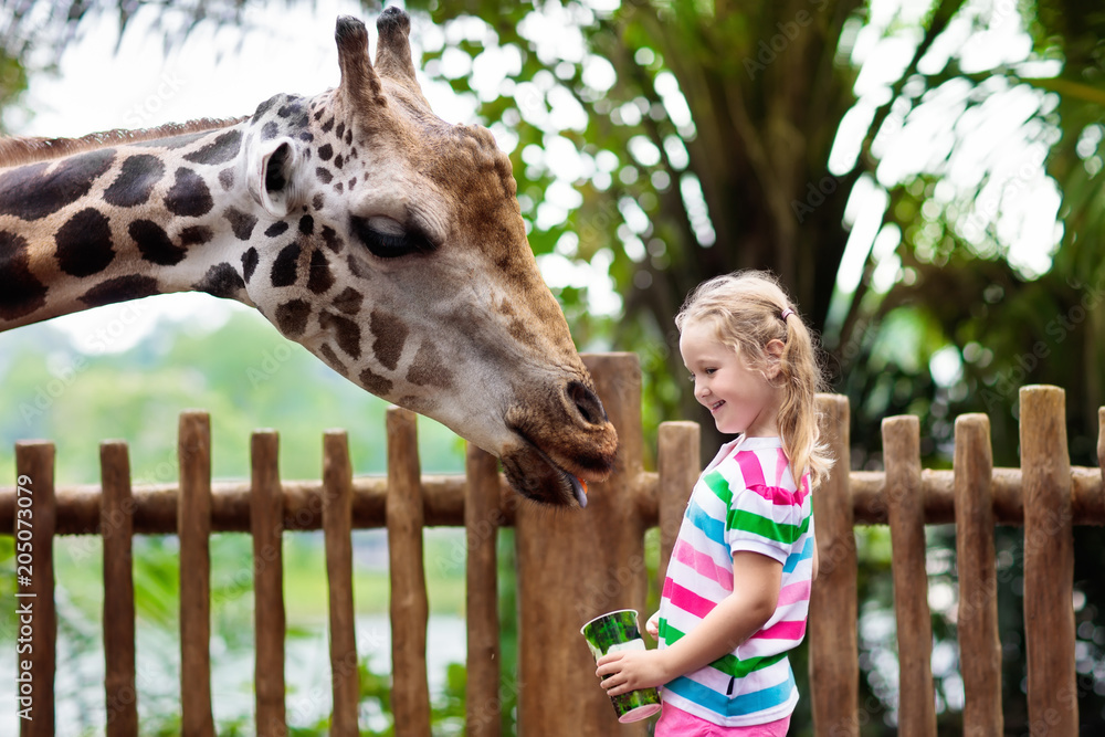 Fototapeta premium Kids feed giraffe at zoo. Children at safari park.