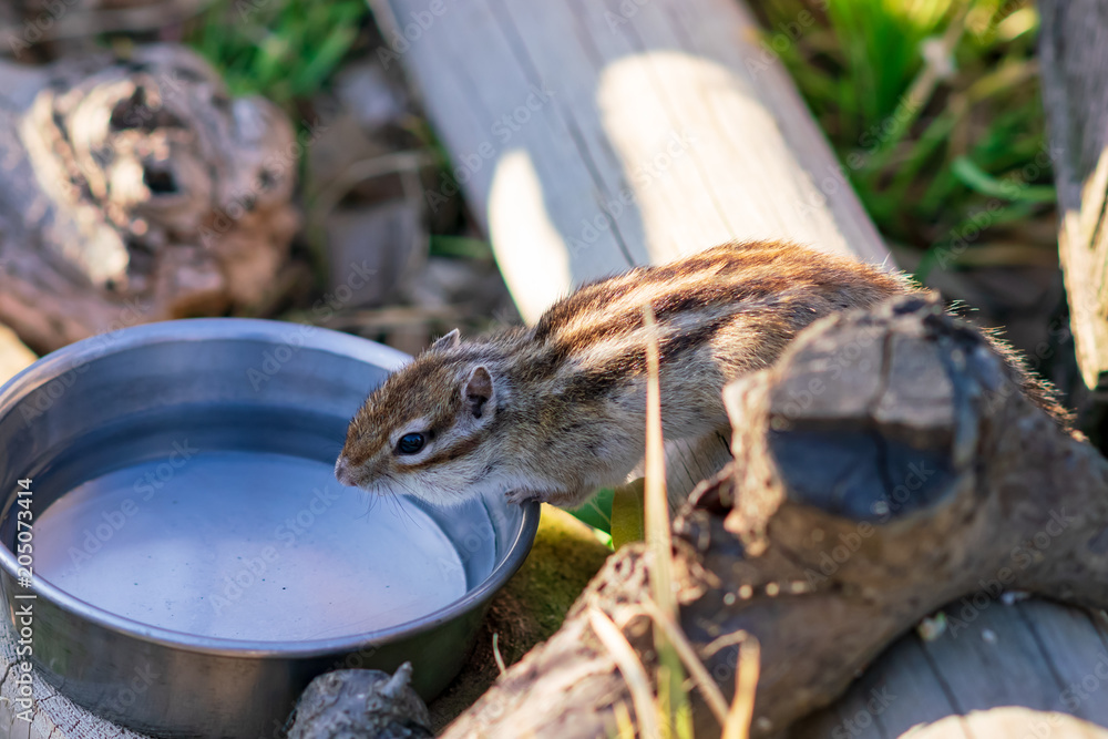 Obraz premium りす物語